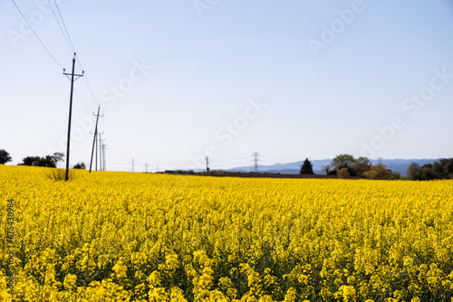 Yellow colza field in summer, rapeseed field and blue sky, Spain
