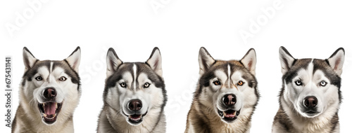 Set of four siberian huskie isolated on transparent background. Concept of animals. photo