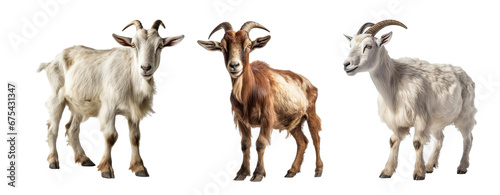 Set of Goat isolated on transparent background. Concept of animals.