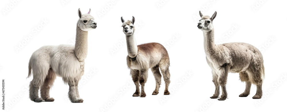 Fototapeta premium Set of Llama isolated on transparent background. Concept of animals.