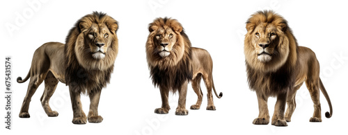 Set of Lion isolated on transparent background. Concept of animals.