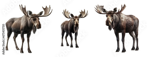 Set of Moose isolated on transparent background. Concept of animals.