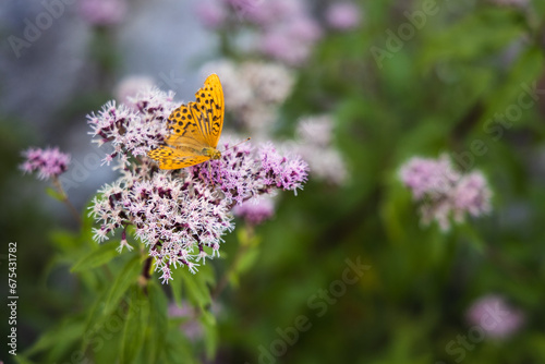 Silver-washed fritillary butterfly on the pink flowers, Argynnis paphia
