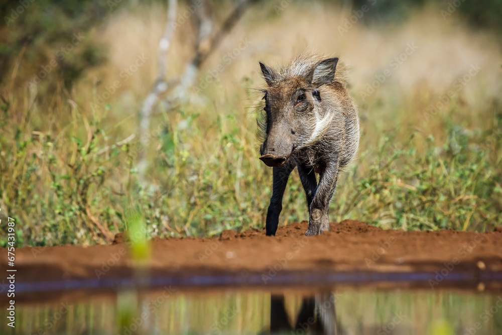 Fototapeta premium Young Common warthog along waterhole in Kruger National park, South Africa ; Specie Phacochoerus africanus family of Suidae