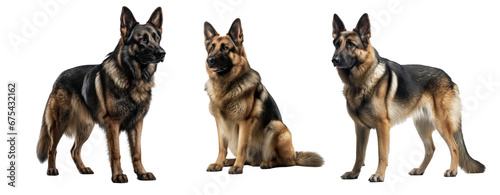 Set of German Shepherd dog isolated on transparent background. Concept of pet.