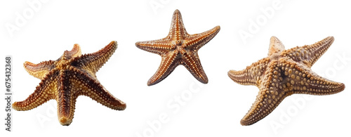 Set of starfishe isolated on transparent background. Concept of animals.