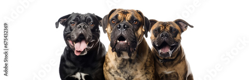 Set of three dog isolated on transparent background. Concept of pet.