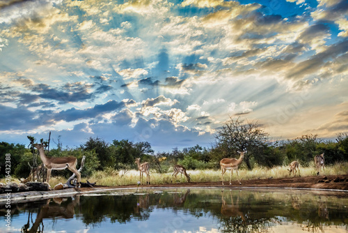 Common Impala group in waterhole scenery with cloudy sky in Kruger National park  South Africa   Specie Aepyceros melampus family of Bovidae