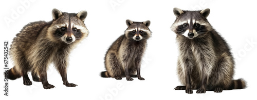 Set of Wildlife raccoon isolated on transparent background. Concept of animals. © The Imaginary Stock