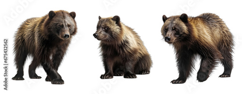 Set of wildlife wolverine isolated on transparent background. Concept of animals.