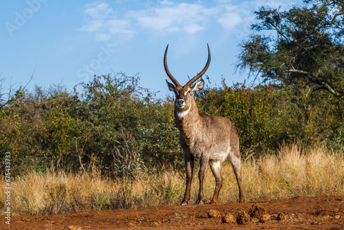 Common Waterbuck majestic horned male in Kruger National park, South Africa   Specie Kobus ellipsiprymnus family of Bovidae © PACO COMO