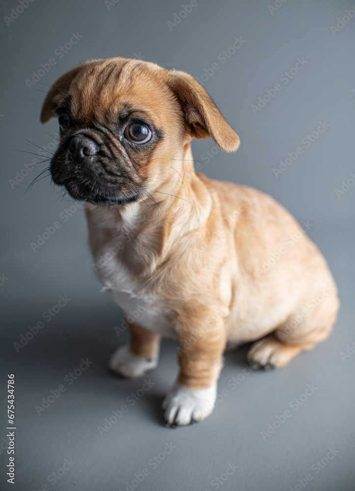 Pug Puppy Studio Shot on Grey Background