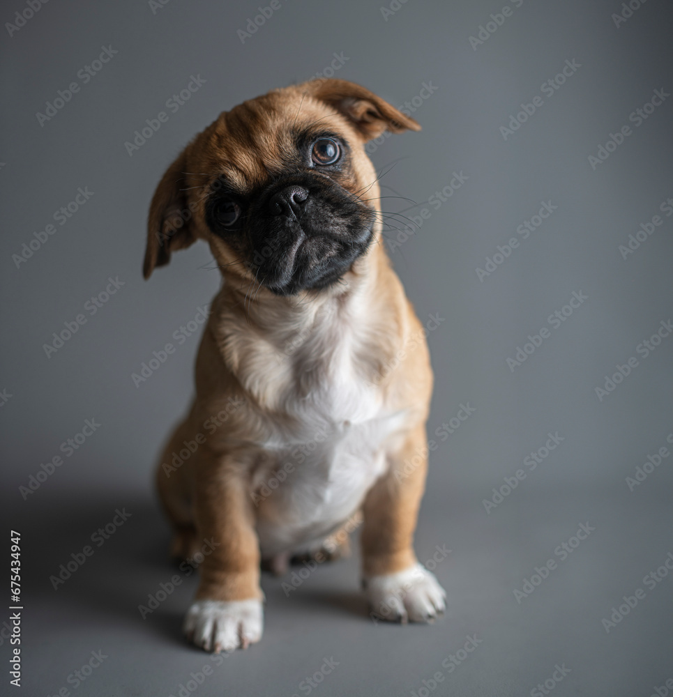 Pug Puppy Studio Shot on Grey Background