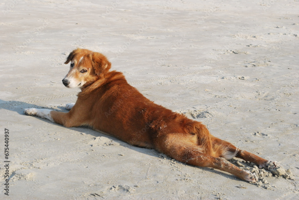 Dogs in India. Cute, funny and very beautiful. Dogs in India. Cute, funny and very beautiful.