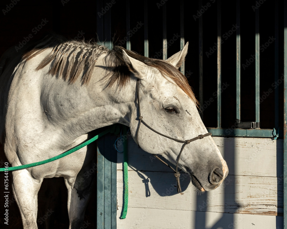 A gray Thoroughbred horse with a rope halter leaning out of a stall ...