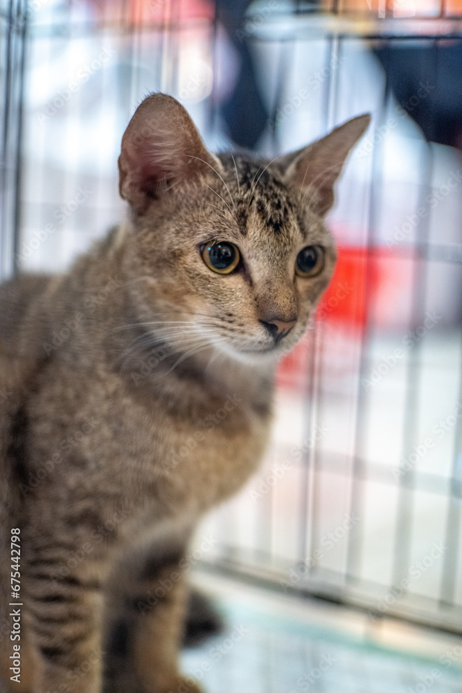 portrait of a rescued stray cat in a cage with empty gaze
