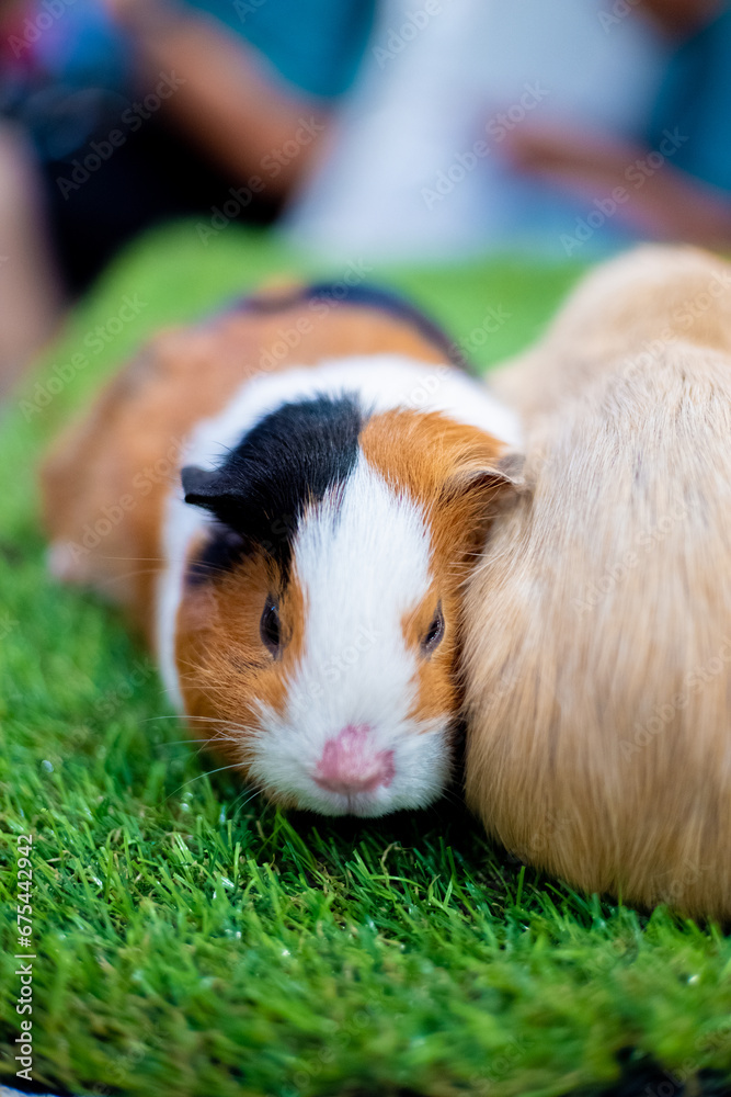 guinea pig leaning on the other in the grass