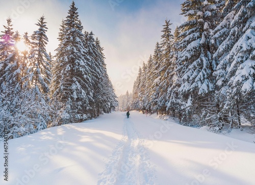 someone is walking in the middle of a trail through a snowy pine forest