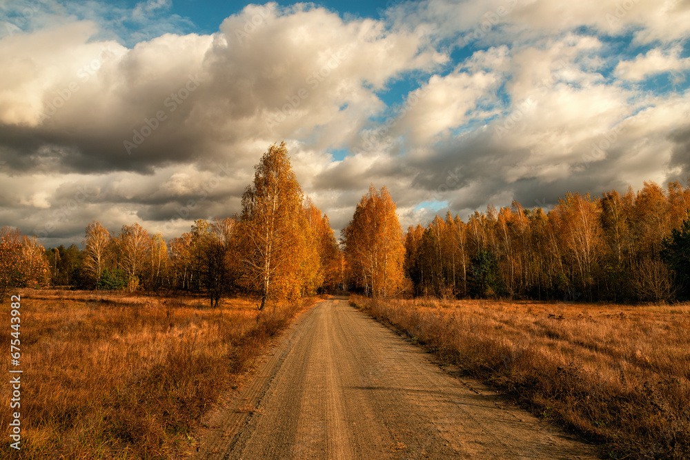 Beautiful autumn landscape. Golden birch trees along the dirt road.
