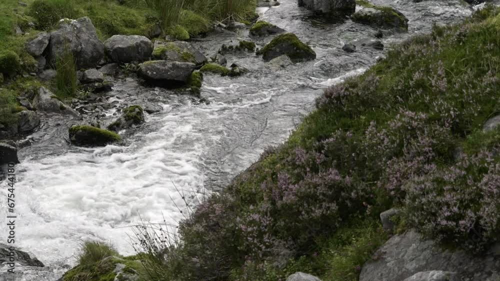 Nature's tranquility unfolds as a rocky stream meanders through lush green surroundings, accentuated by delicate purple blooms. pano Nature's tranquility unfolds as a rocky stream meanders through lush green surroundings, accentuated by delicate purple blooms. pano