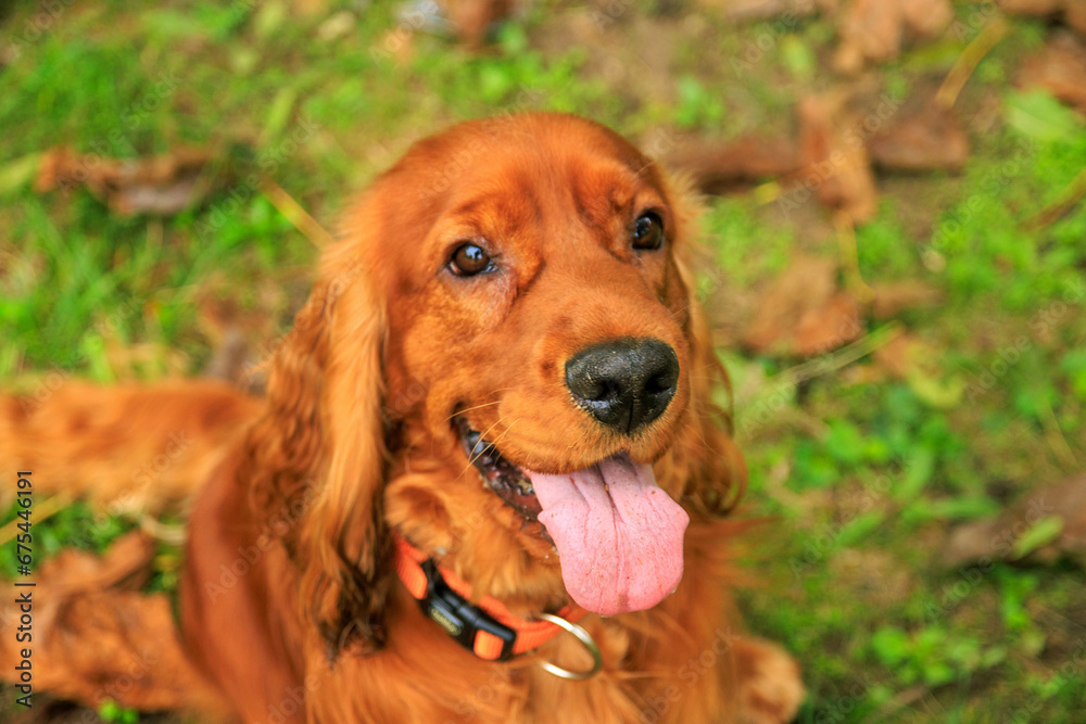 Red cocker spaniel dog on the green grass in the park