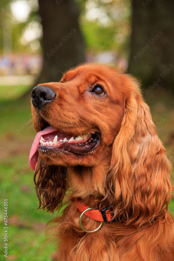 Red cocker spaniel dog on the green grass in the park
