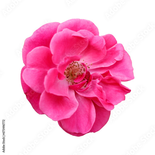 Pink flower element, cutout clipart, isolated png image