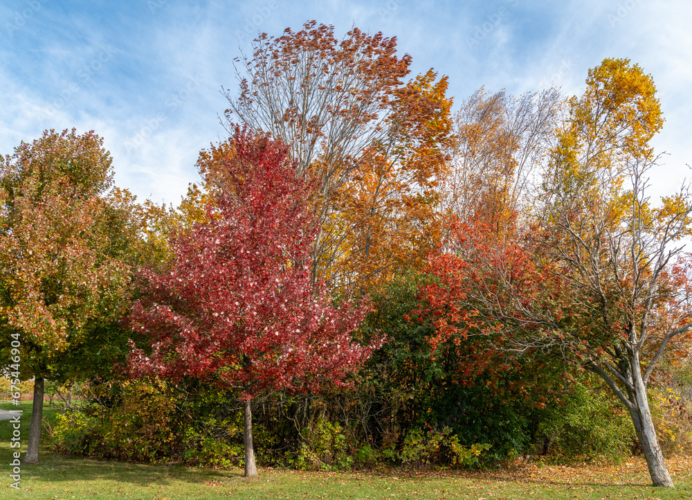 Naklejka premium autumn trees in the park
