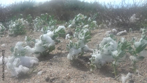 The coastal plant Tournefortia (Argusia sibirica) is covered with salty foam on the shore of Lake Sivash. Resistance to salty environment halophyte photo