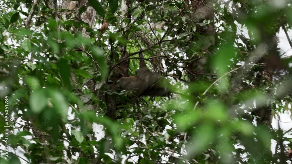 Sloth hanging in the canopy of a tropical tree in the rainforest of the Cuyabeno wildlife reserve in the Amazon region of Ecuador. Sloth hanging in the canopy of a tropical tree in the rainforest of the Cuyabeno wildlife reserve in the Amazon region of Ecuador.