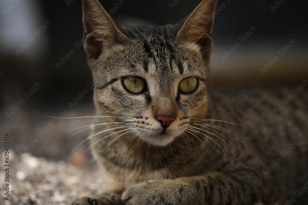 Closeup shot of an adorable domestic tabby cat with bright eyes.