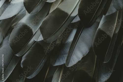 Closeup of bird feathers in a pile