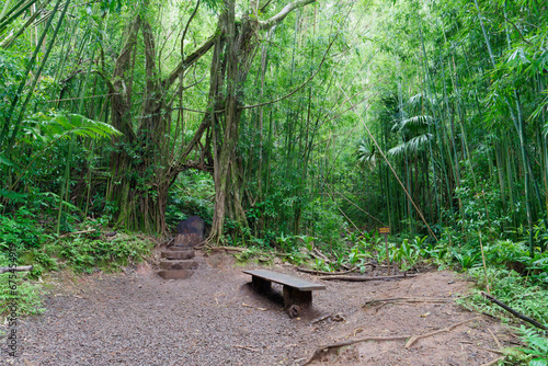 Wooden bench among trees on a forest path on the Manoa Falls Trail on the island of Oahu, Hawaii photo