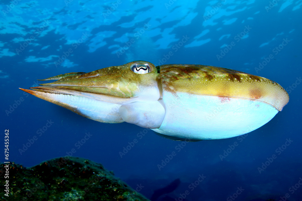 Fototapeta premium Sepia nadando en el mar