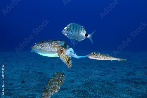 Peces devorando una sepia