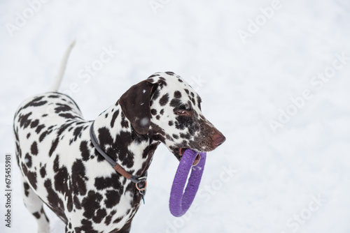 Dalmatian dog holding toy and looking up inviting to play. Winter fun with pet.. Playful dog with a toy in his teeth in a snowy yard in winter