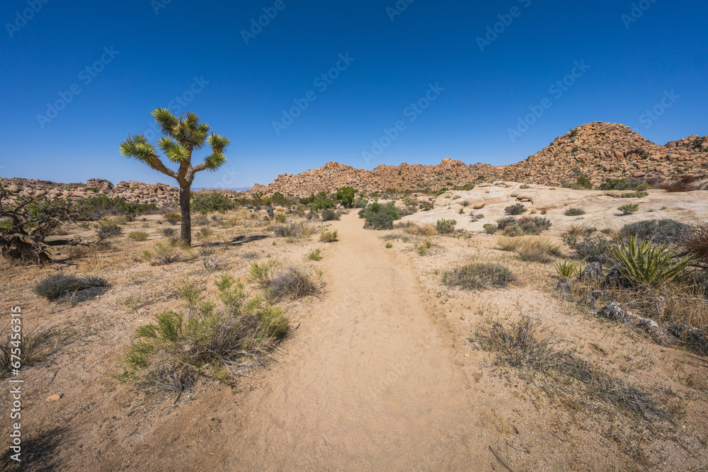 hiking the lost horse mine loop trail in joshua tree national park, california, usa