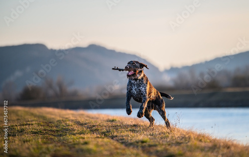 A hunting dog carries a wooden stick.