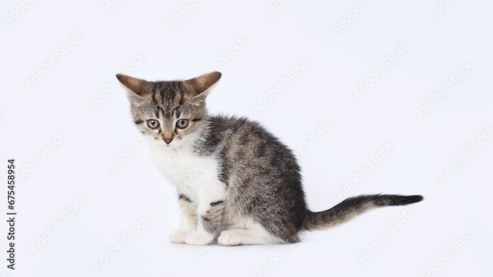 Studio portrait of kitten against a light background. Copy space for text. Pet shop. Tiny Kitten looks at the camera. Pet care concept. Copy space. Domestic animal. World pet day. Cute funny home pets
