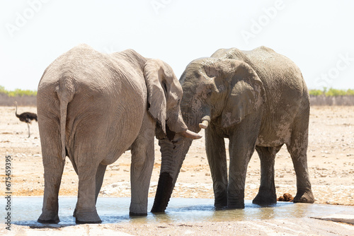 Two young bull elephants bonding head to head at a waterhole  one wet after splashing itself during a hot sunny morning  Etosha National Park  Namibia