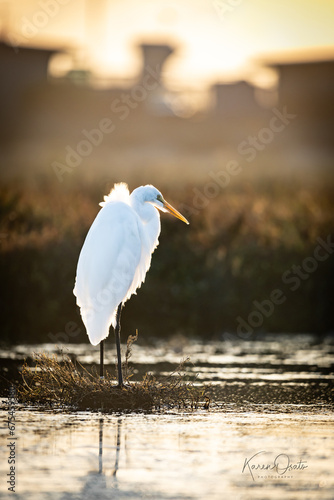 white egret