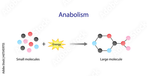 Anabolism is a process of building up complex macromolecules. ATP energy. Vector design.
