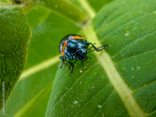 close-up of beetle on leaf