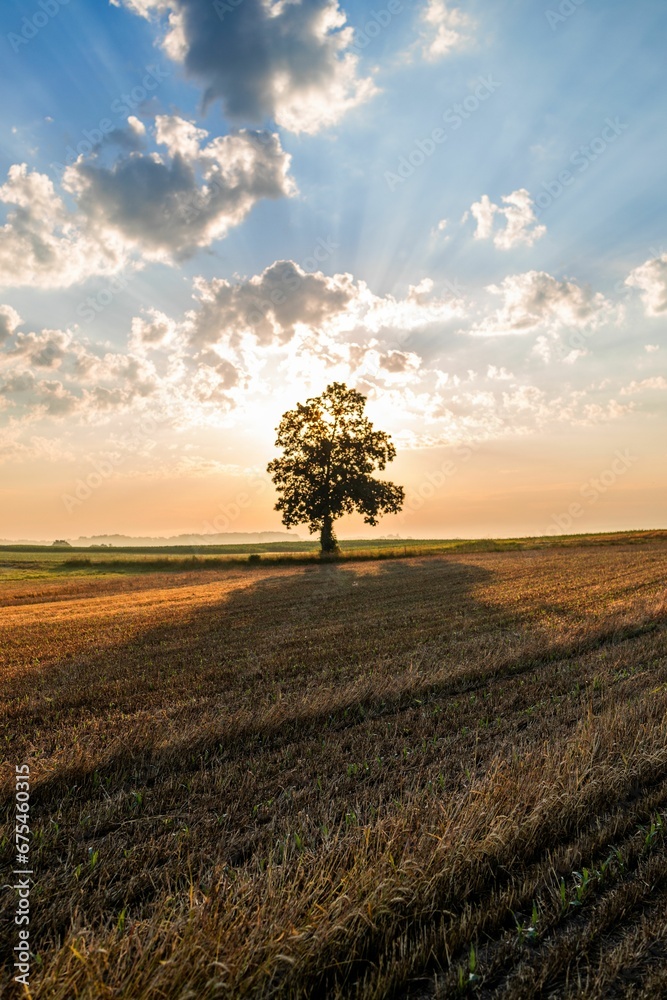 Single tree in a field at sunrise