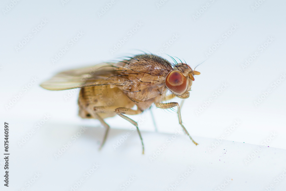 Female common fruit fly, Drosophila Melanogaster Female common fruit fly, Drosophila Melanogaster