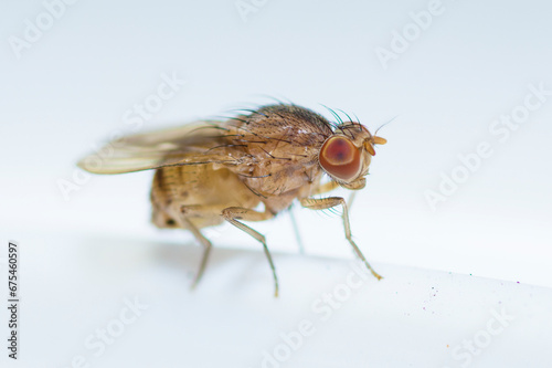 Female common fruit fly, Drosophila Melanogaster