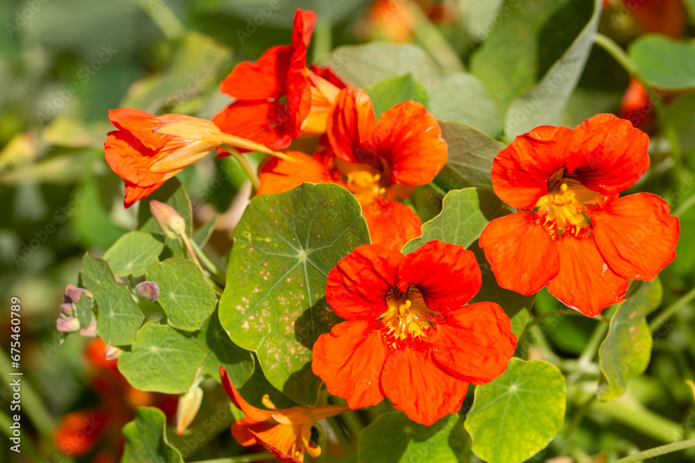 Orange Nasturtium flower Tropaeolum majus is edible and makes an attractive ground cover. Orange Nasturtium flower Tropaeolum majus is edible and makes an attractive ground cover.