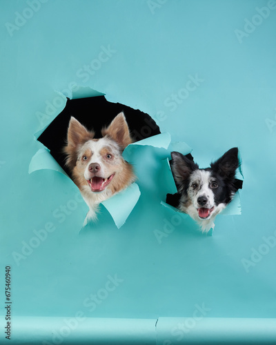 Photography Happy Border Collies peek through a tear in turquoise paper, a playful studio capture