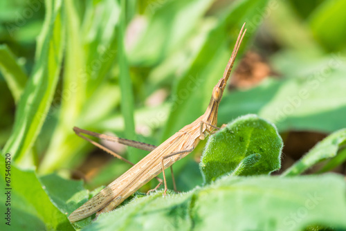 Slantface grasshopper, cone-headed grasshopper, genus Acrida