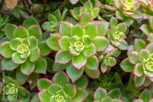 Close up of succulent plant in pot © Esin Deniz